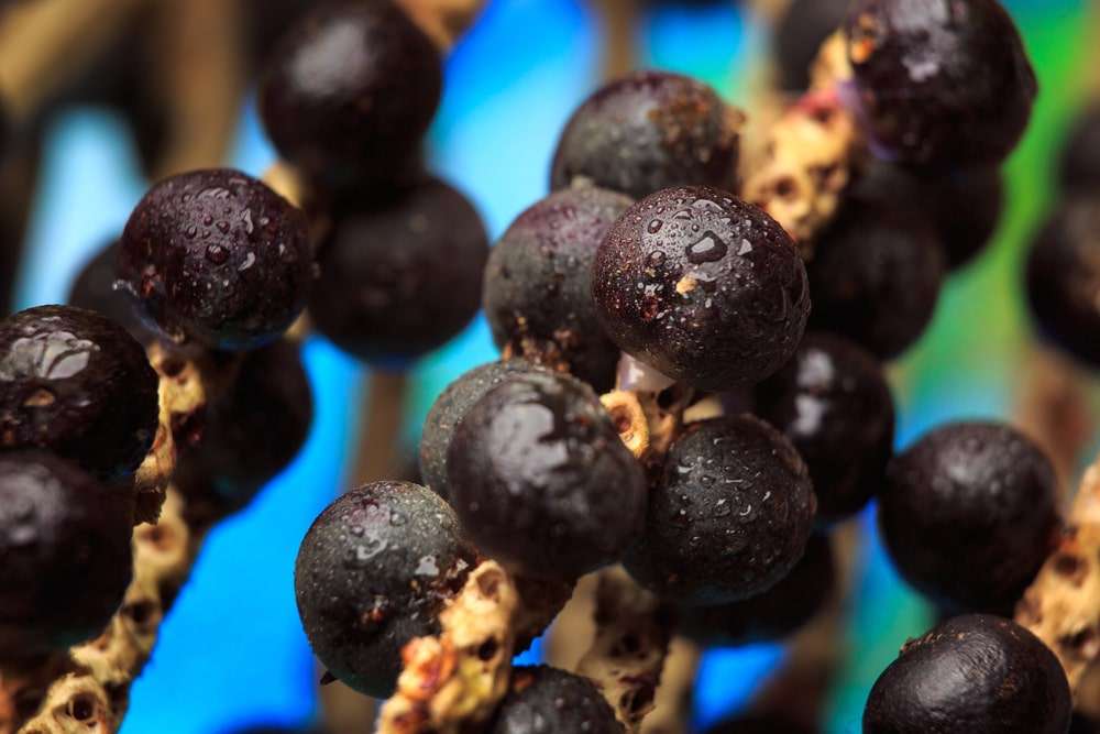 Acai Berries for Cell Regeneration