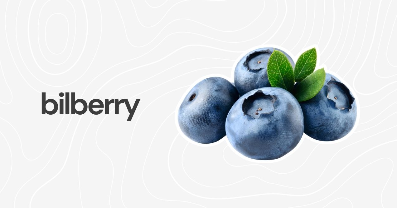 Ripe bilberries with green leaves on a white backdrop.