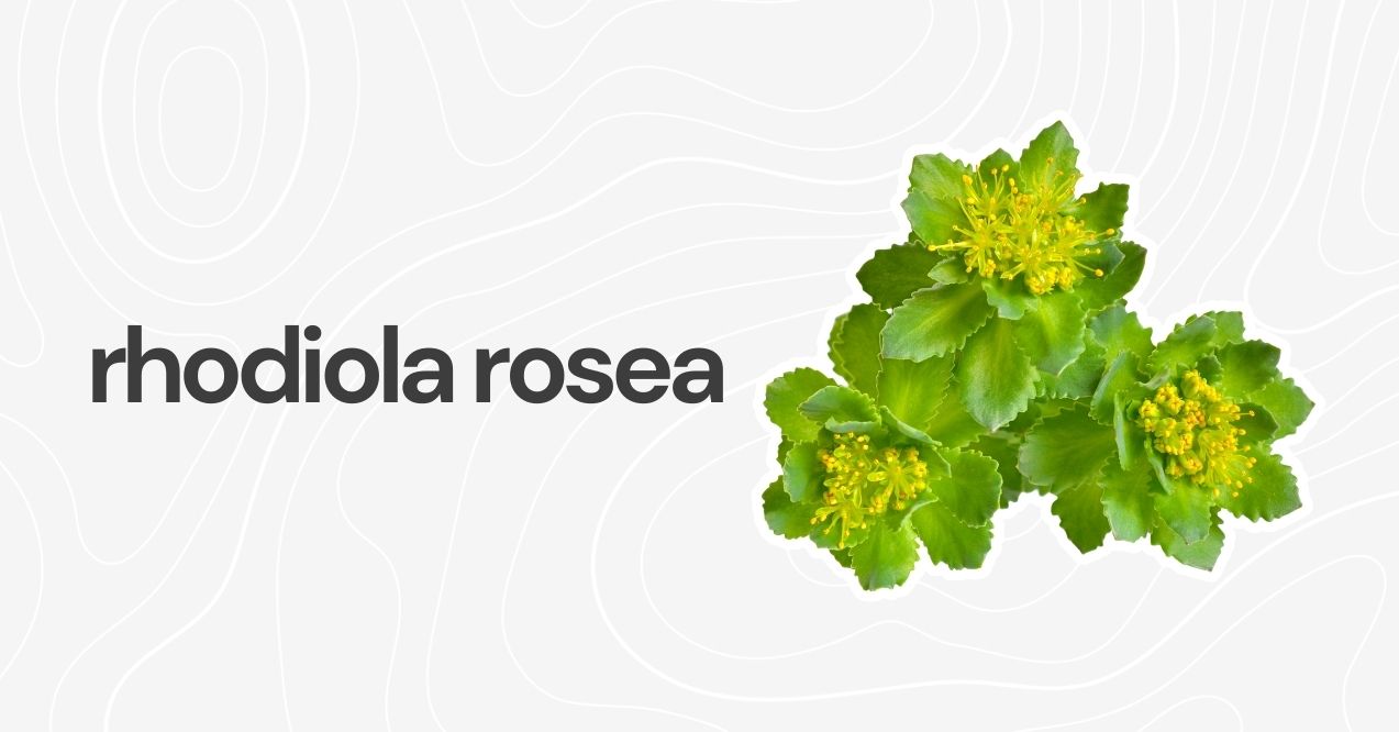 Green rhodiola rosea leaves with bright yellow flowers.