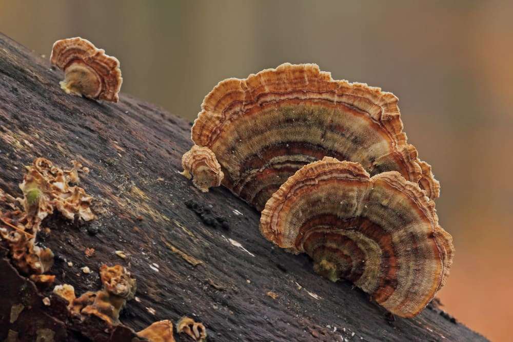 Turkey Tail Mushrooms for Endurance