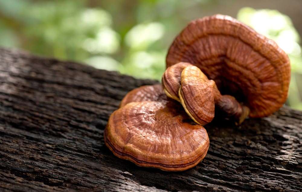 Best Mushrooms for Health and Immunity