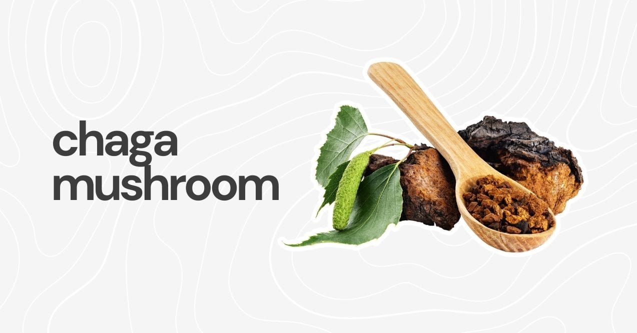 Chaga mushrooms with a wooden spoon of powdered chaga and green leaves on a white background.