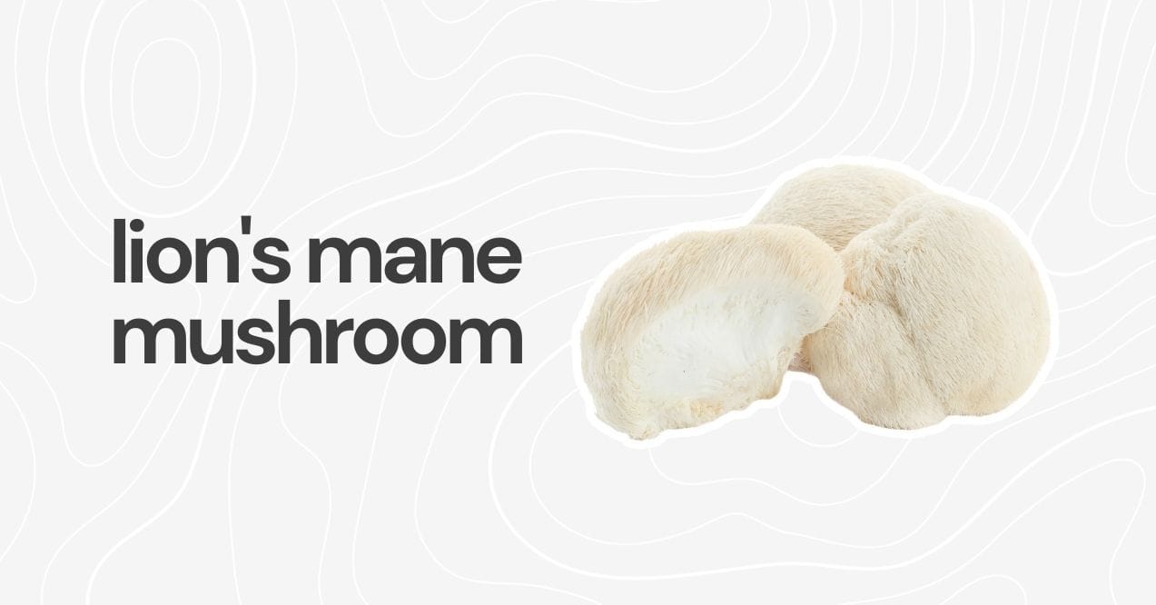 Fluffy lion’s mane mushrooms with a white textured backdrop.