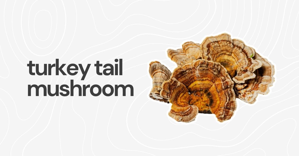 Dried turkey tail mushrooms with vibrant patterns on a white textured background.