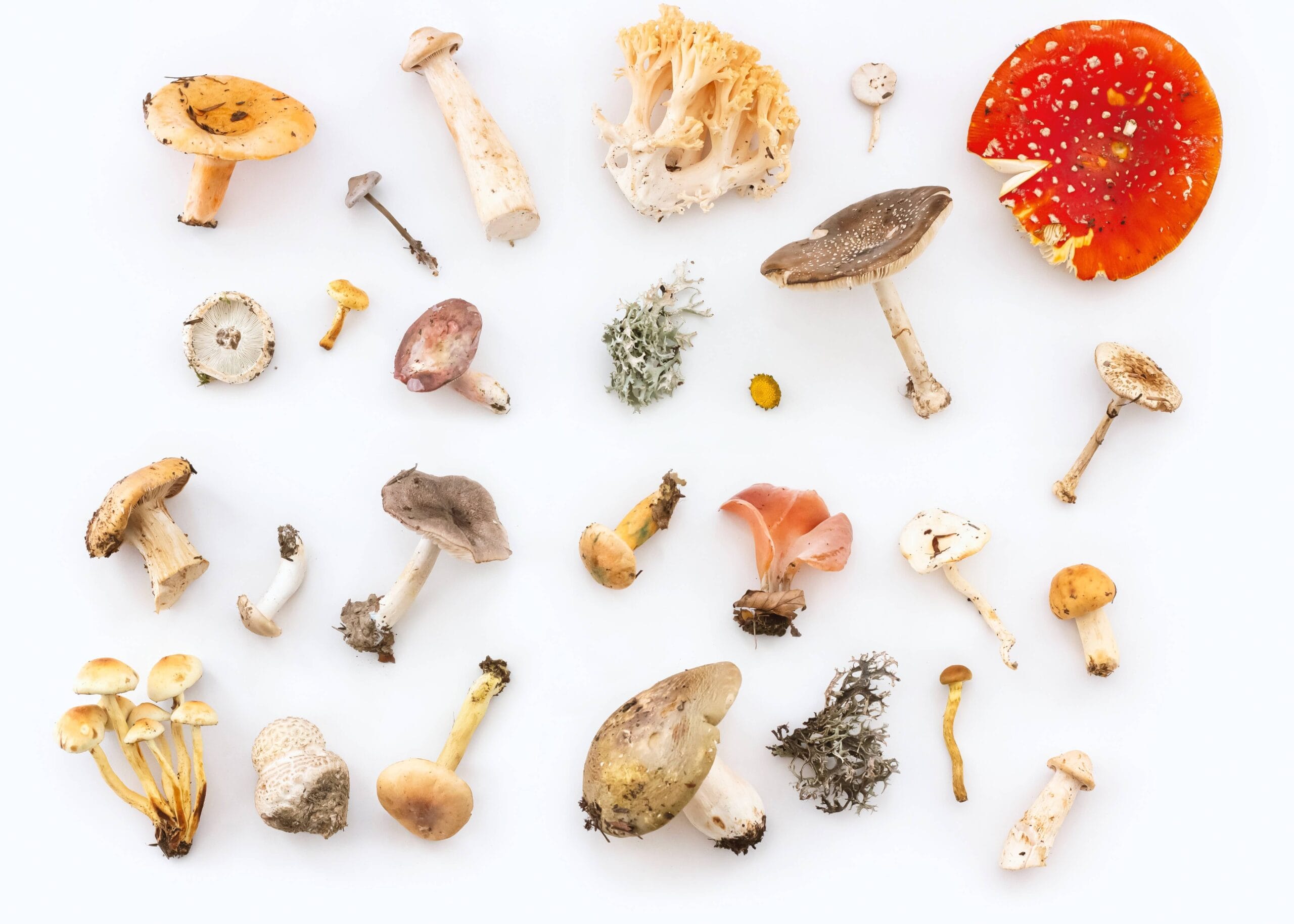 8 Best Mushrooms for Health and Immunity Trumeta