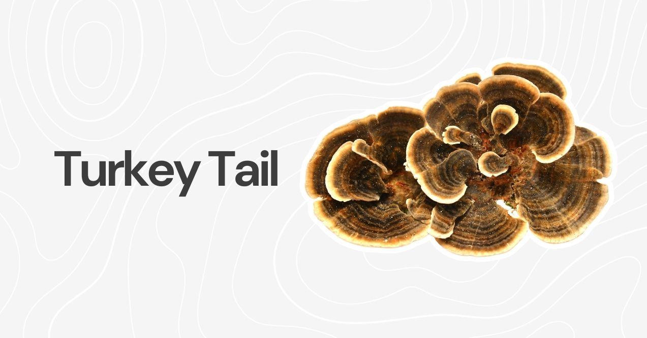 Turkey tail mushrooms with intricate patterns against a neutral background.