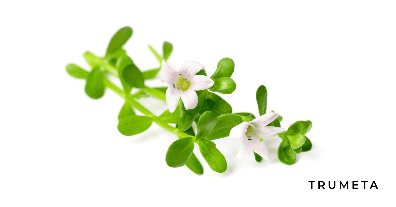 Bacopa Monnieri in the white background