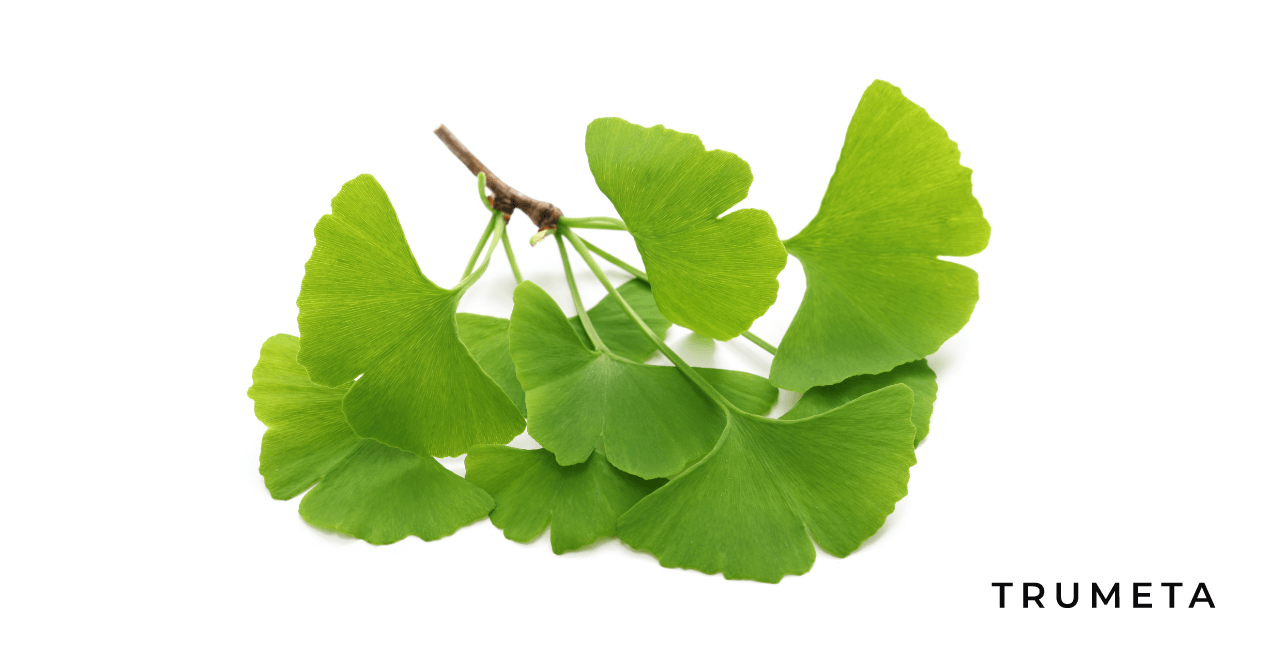 Ginkgo in the white background