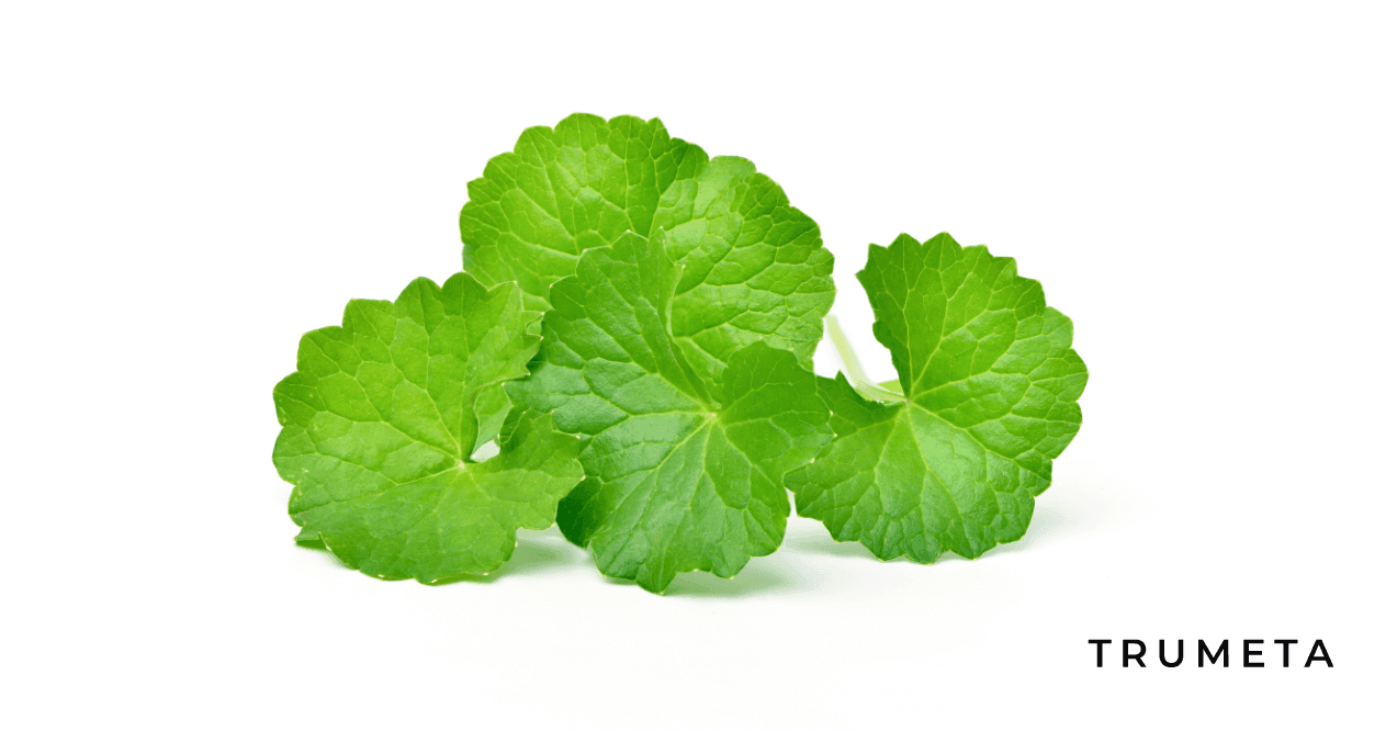 Gotu Kola in the white background