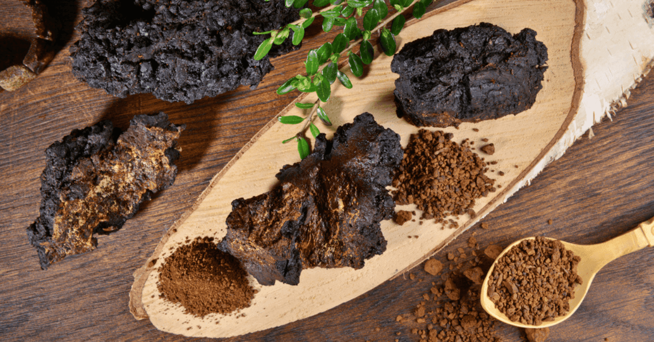 Chaga Mushroom on a wooden Table. Healthy Nutrition with Chaga Powder on a Spoon