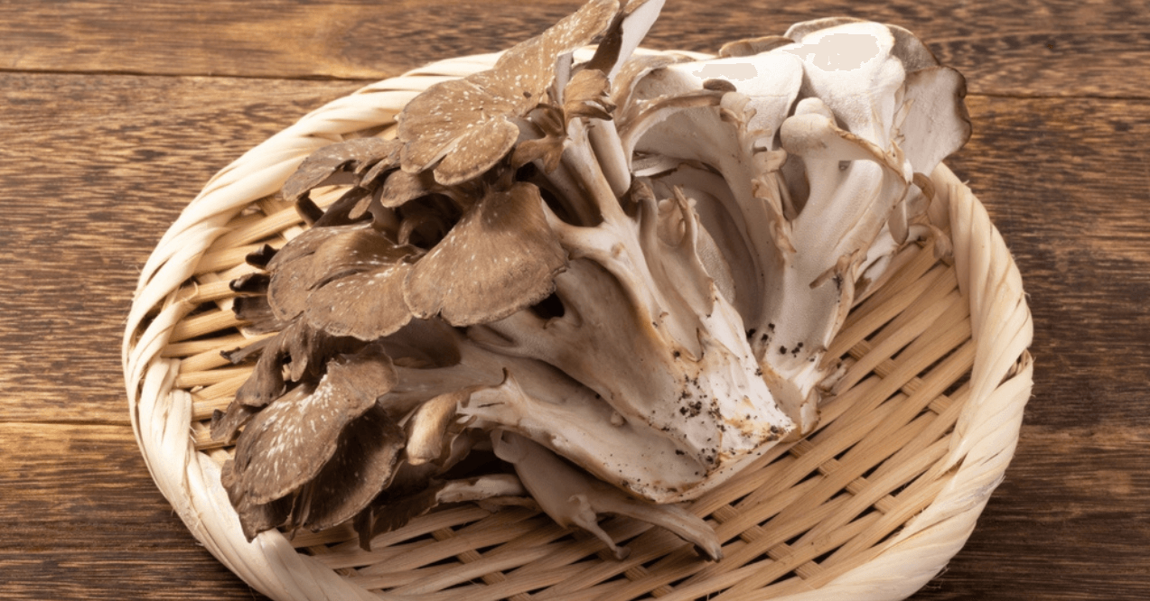 Raw wood maitake mushrooms from Akita Prefecture, Japan