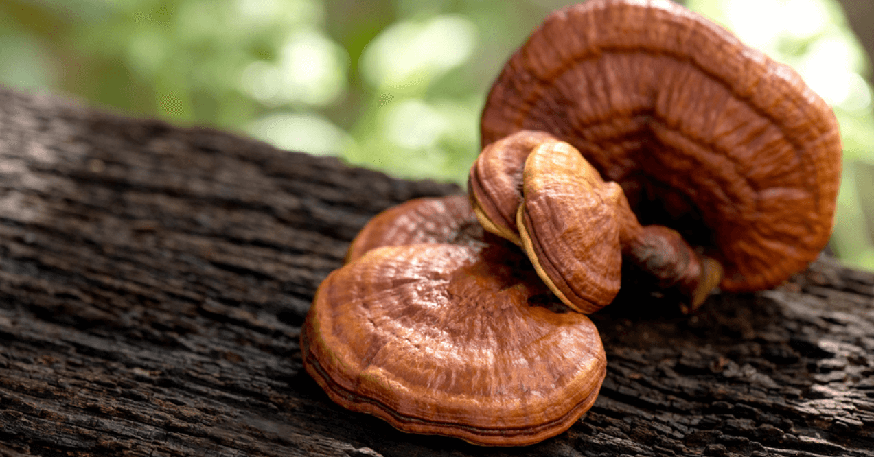 Reishi Mushrooms on natural background.
