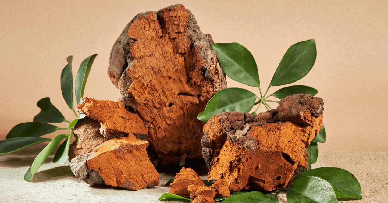 Chaga (Inonotus Obliquus) Mushroom