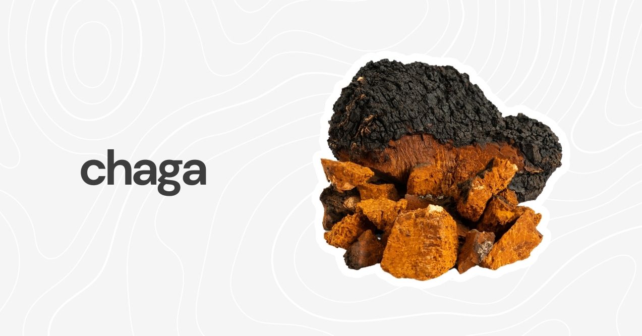 Chaga mushroom with vibrant orange and black coloring, known for its health benefits.