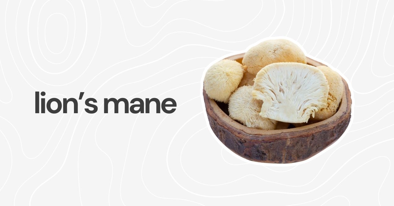 Lion’s Mane mushroom with a fluffy white texture, recognized for brain health support.