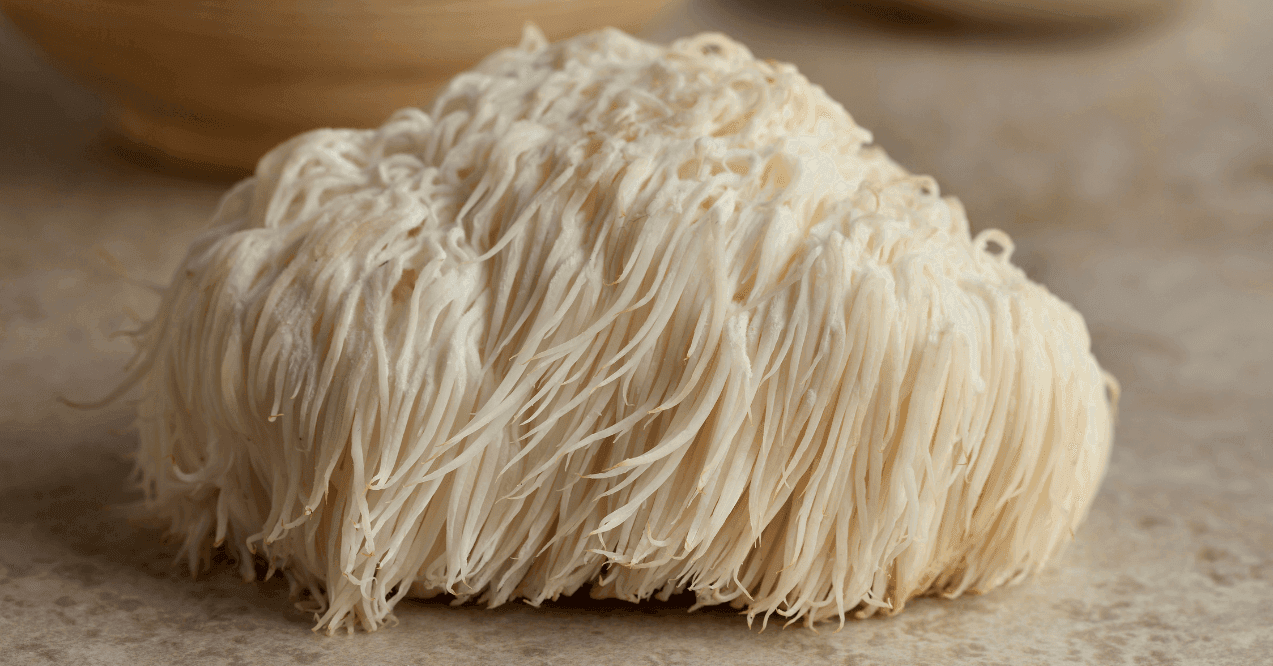 Lion's Mane Mushroom Hericium Erinaceus