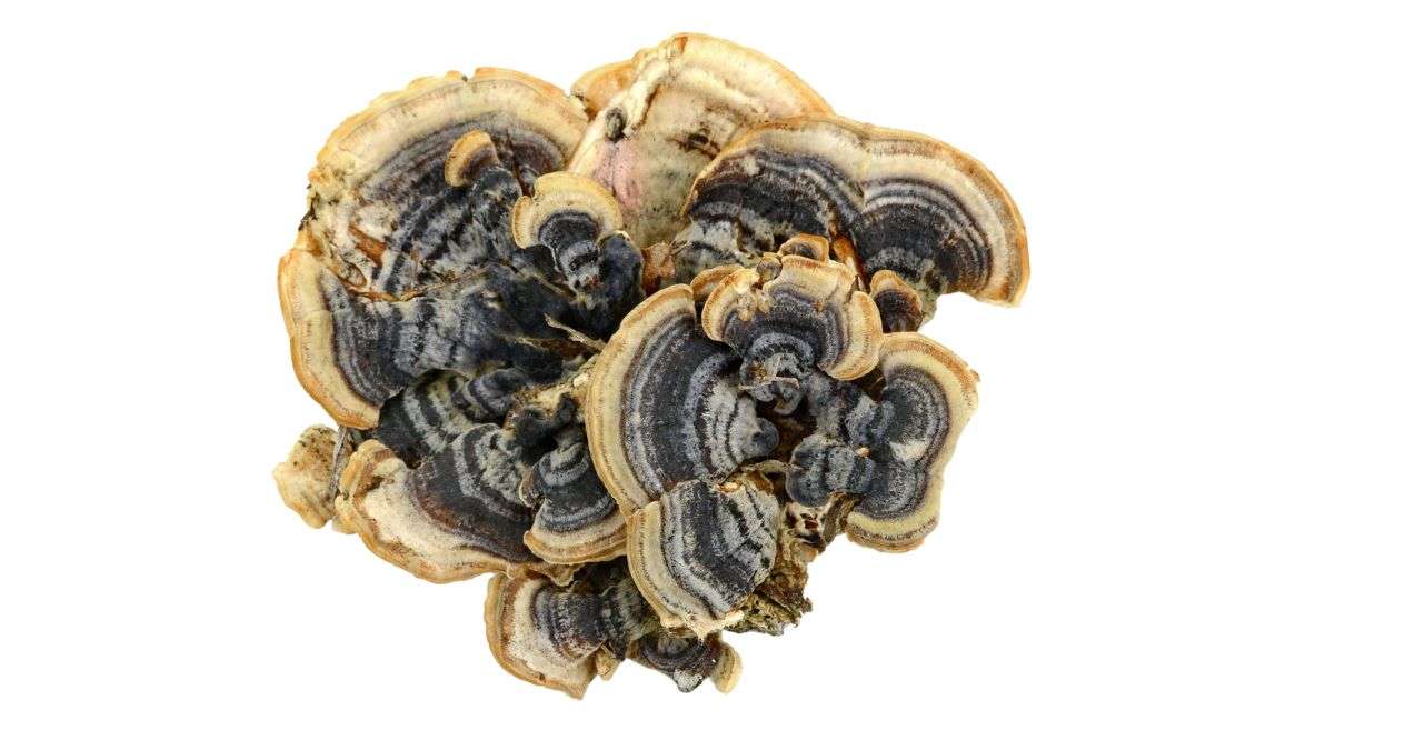 Turkey Tail Mushroom