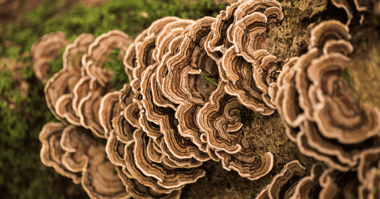 Turkey tail mushroom growing on a tree stump with moss