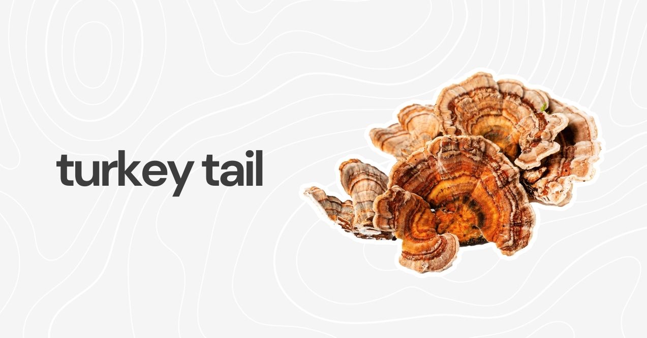 Turkey Tail mushrooms with colorful fan-shaped patterns, valued for immune health support.