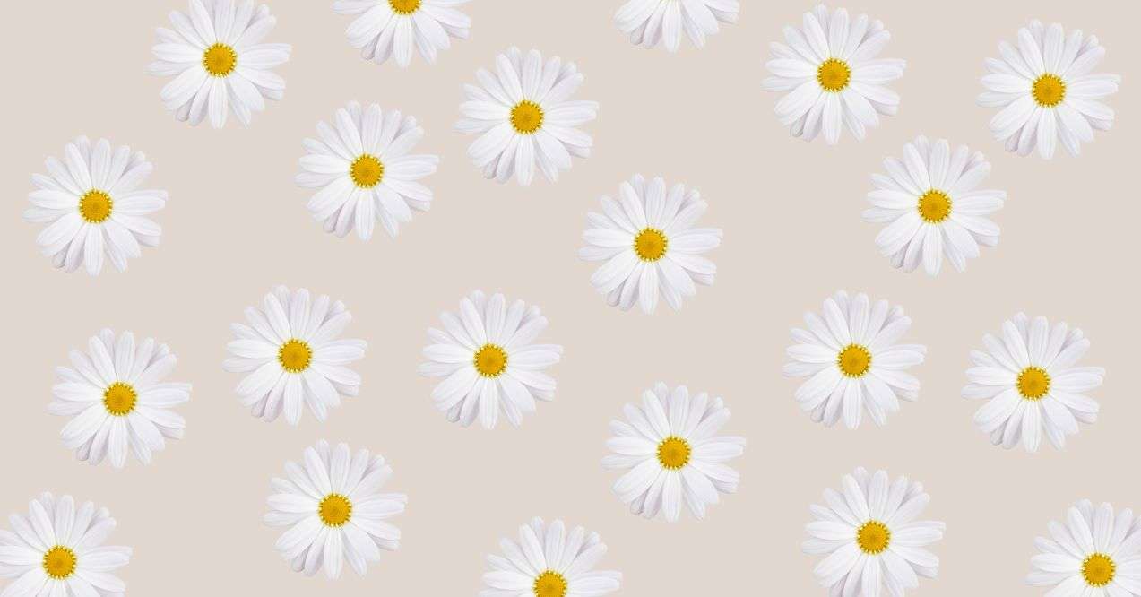 Camomile flowers in the brown background