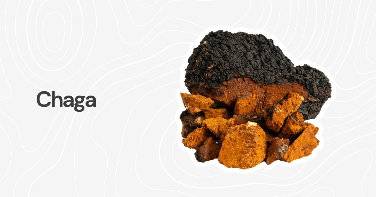 A close-up of a Chaga mushroom with its dark, rugged texture on a light background.