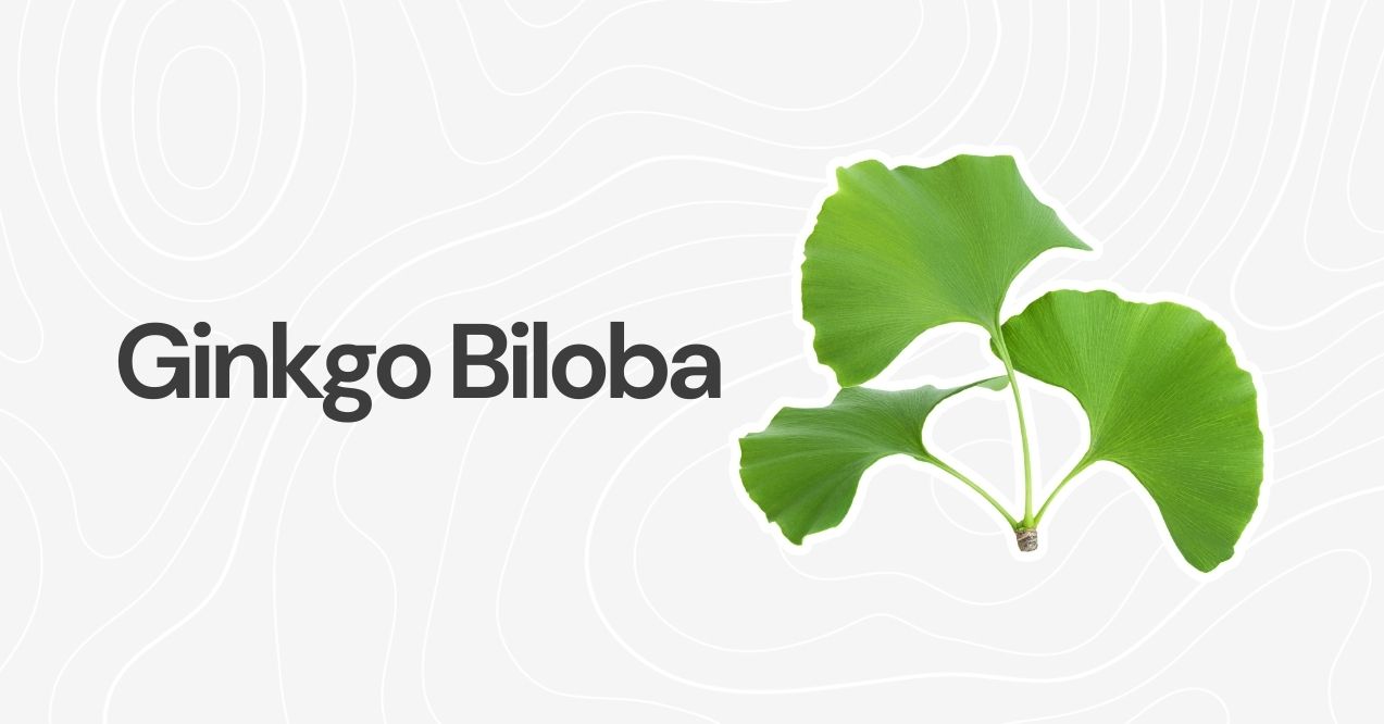 Ginkgo biloba leaves on a white background.