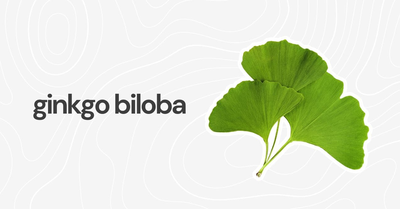 Bright green fan-shaped Ginkgo Biloba leaves on a light background.