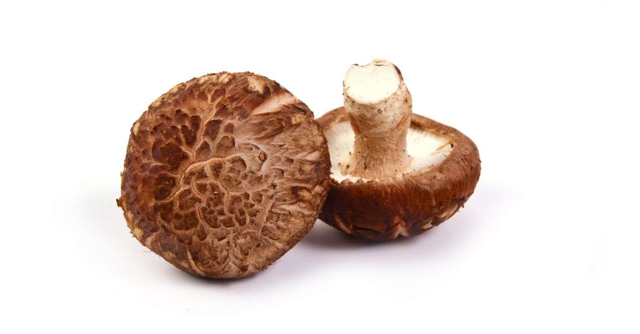 Shiitake mushrooms in white background