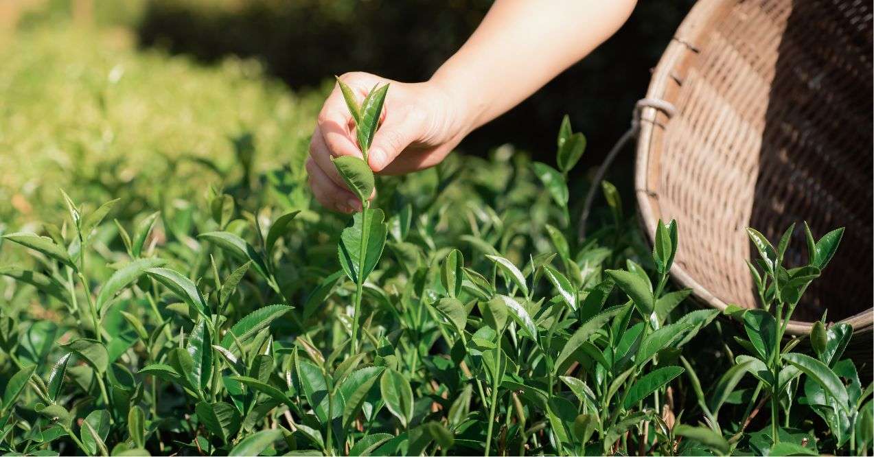 Close-up picture of a farmer's hand picking tea leaf from the tree and put in a bamboo basket at tea plantation.
