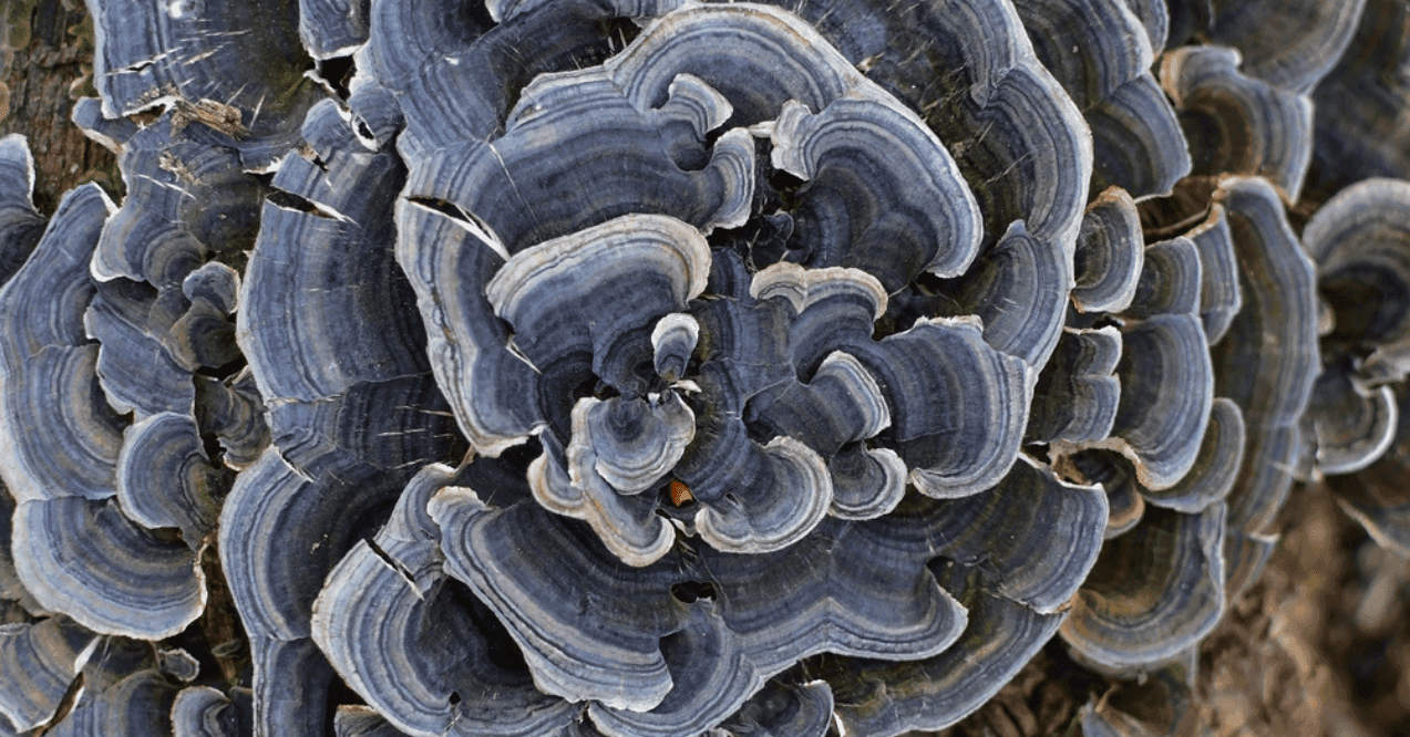 Turkey Tail Mushroom