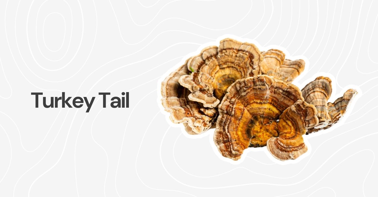 A cluster of Turkey Tail mushrooms showcasing their vibrant, patterned layers.