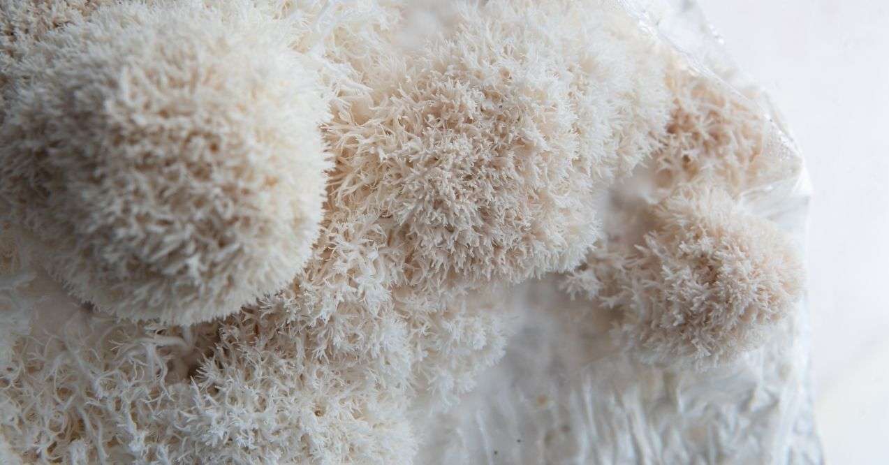Two Hericium mushrooms also known as lion mane mushroom overlapping on black background.