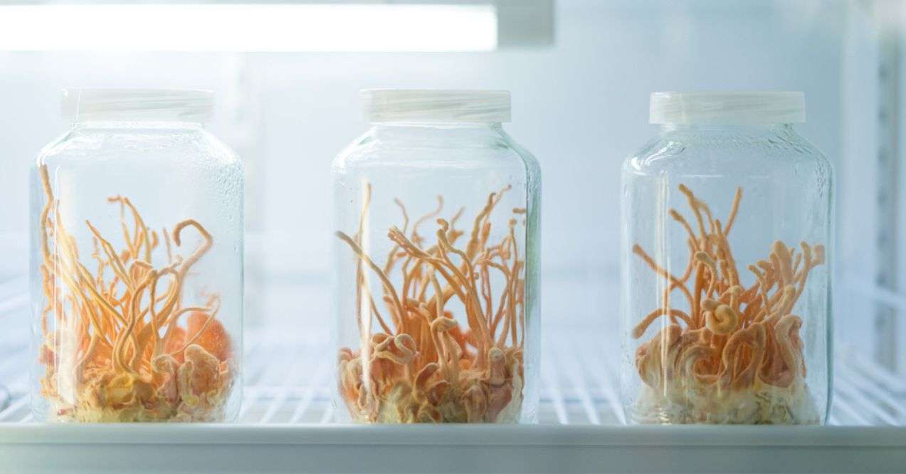 Cordyceps Sinensis Mushroom in lab glass bottle at the laboratory refrigerator