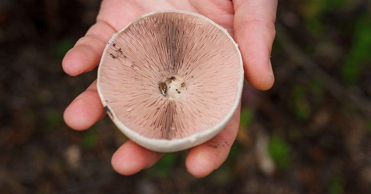 Mushroom-picker holding pink fresh champignon cap in autumn forest. Close up shot, only hand visible.