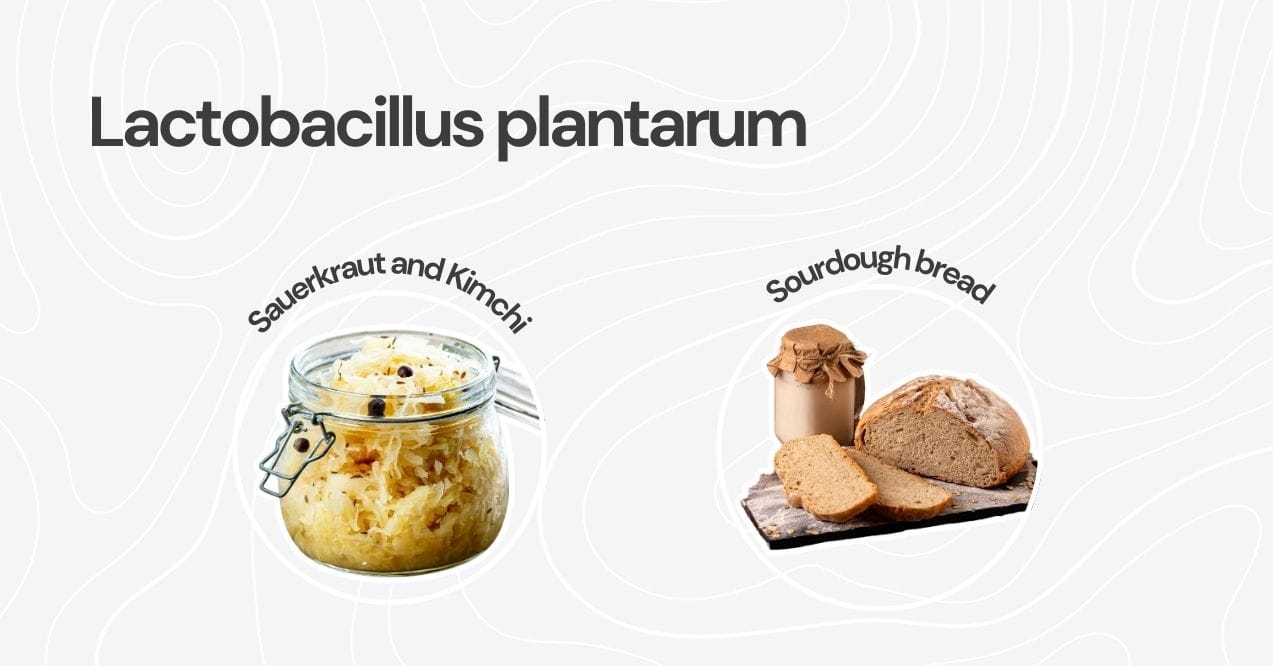 Lactobacillus plantarum sources like sauerkraut, kimchi, and sourdough bread.