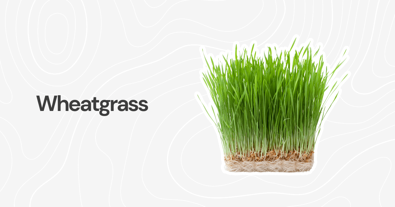 Wheatgrass 