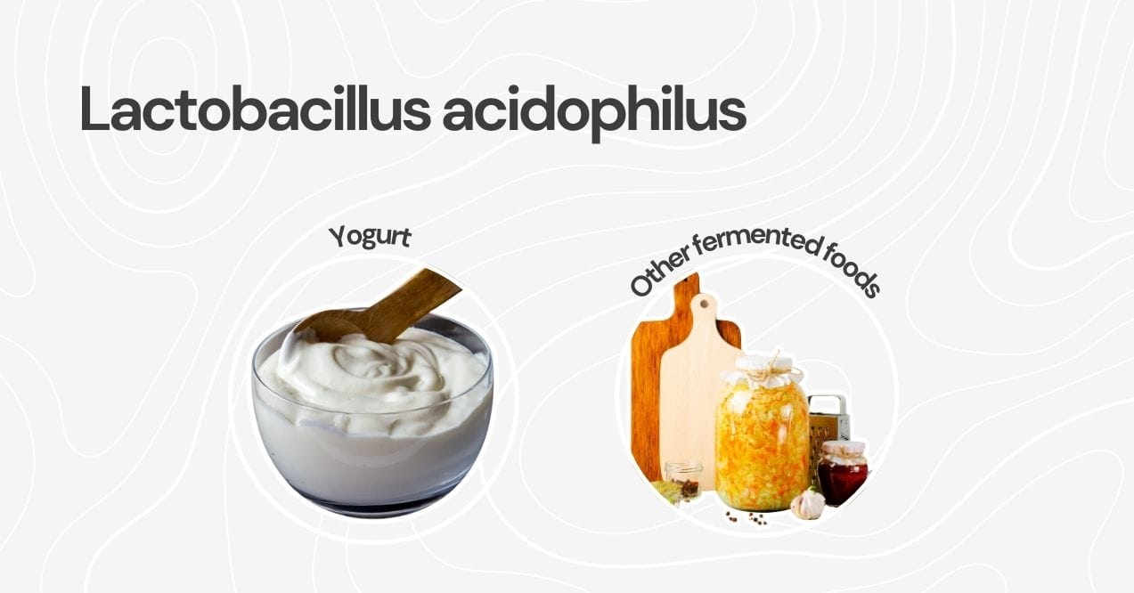 Yogurt and fermented foods as sources of Lactobacillus acidophilus for gut health.