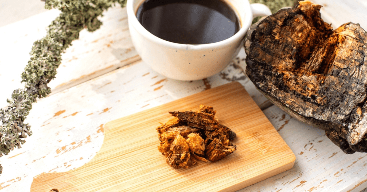 Mushroom coffee chaga superfood. Dried mushrooms and  a cup of coffee.