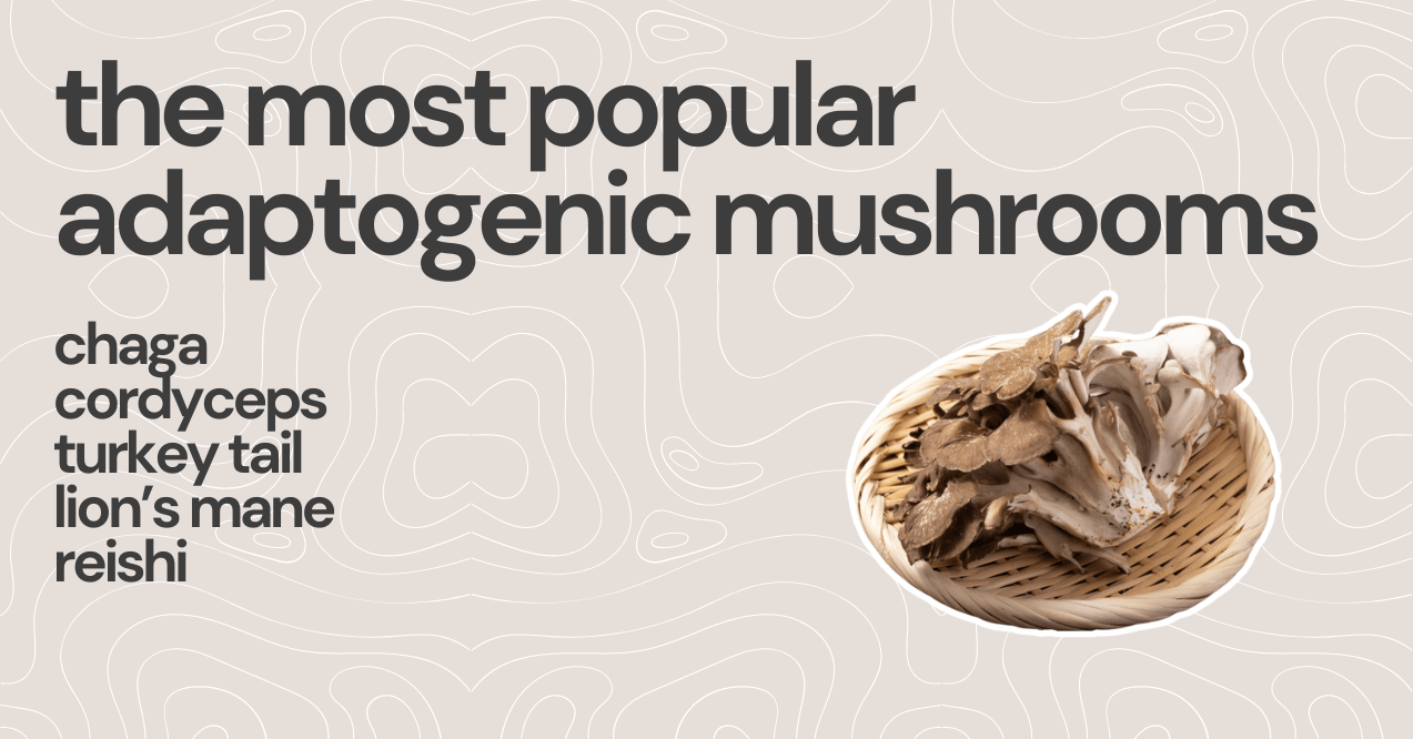 the most popular adaptogenic mushrooms