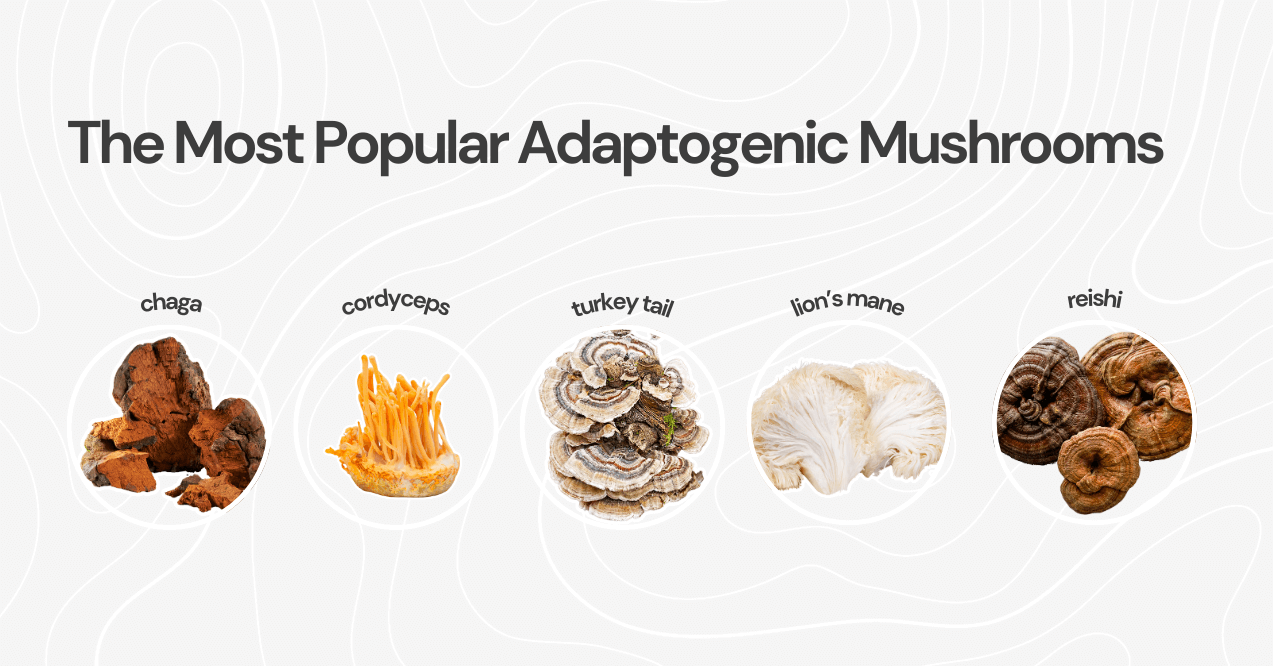 The Most Popular Adaptogenic Mushrooms