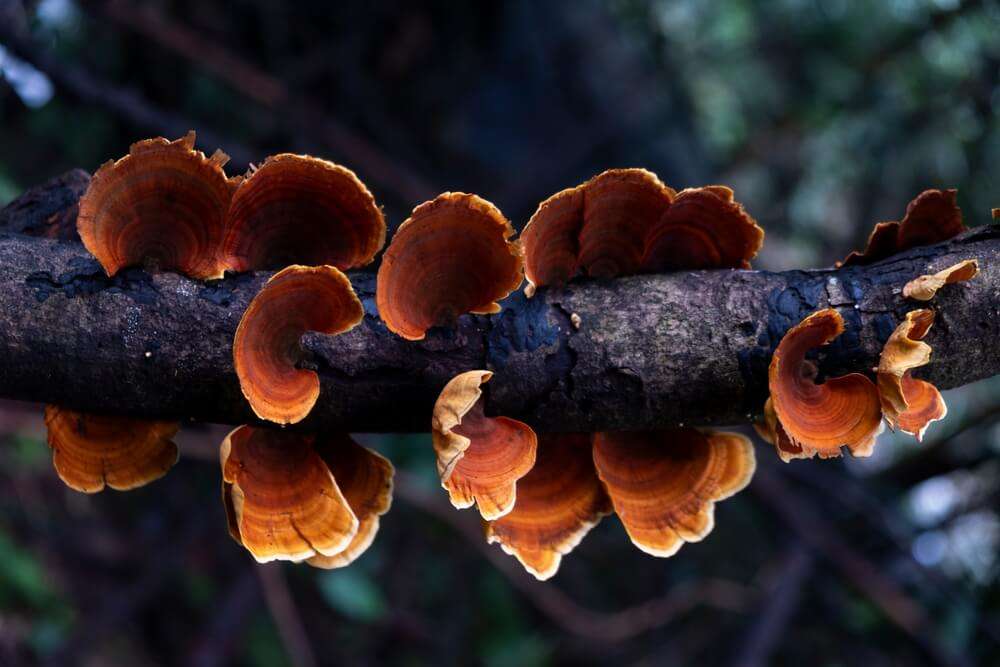Reishi mushrooms grow on the branches of trees in the forest.