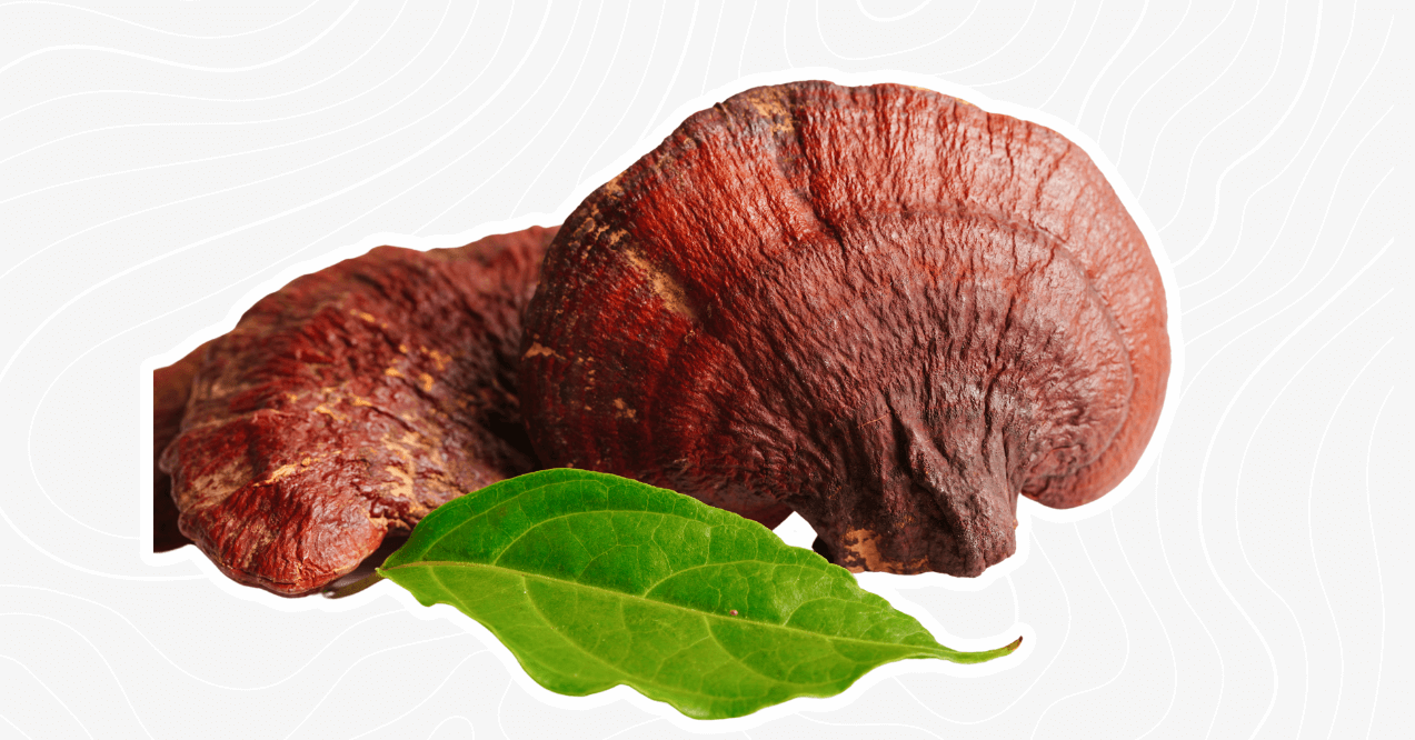 reishi mushroom