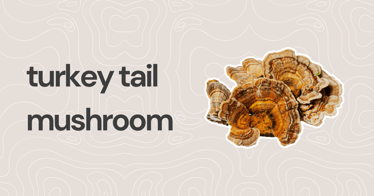 turkey tail  mushroom