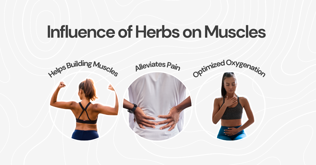 Influence of Herbs on Muscles