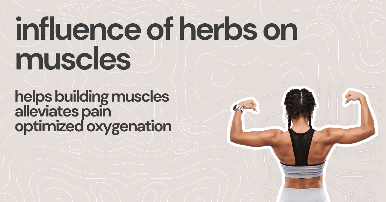 influence of herbs on  muscles