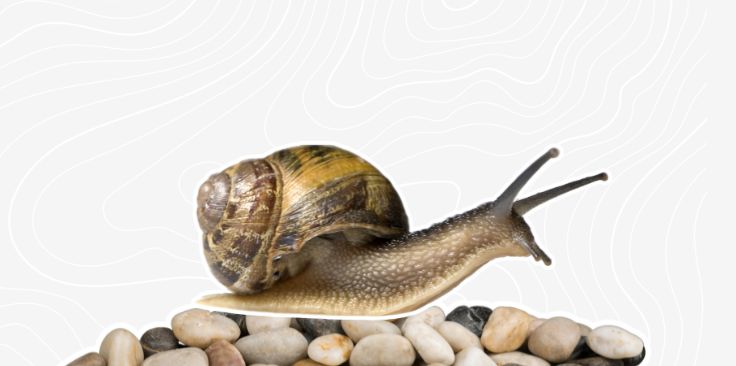 snail on the rocks on custom grey background