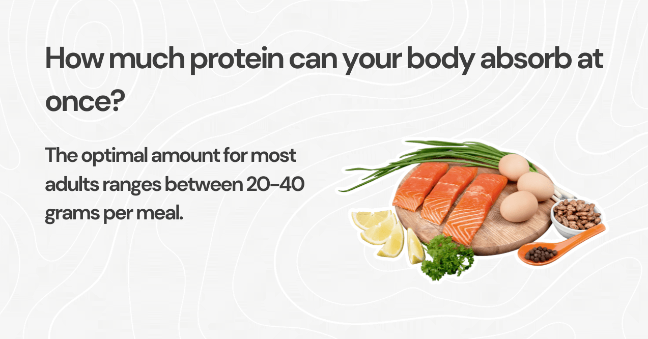 How much protein can your body absorb at once