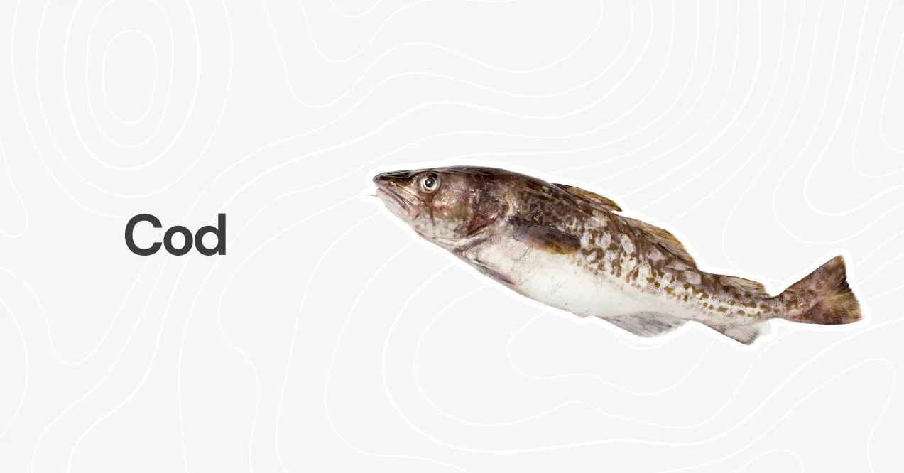 A whole raw cod fish with a speckled brown pattern, placed on a white background with a subtle design.