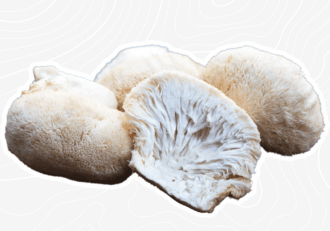 lion's mane mushroom